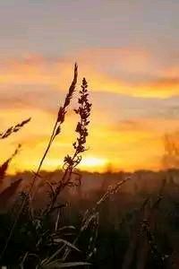 伯恩茅斯主场告捷，取得关键三分安稳排名