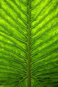 比利时客场轻松击败白俄罗斯，保持零失球